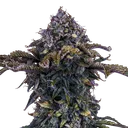 Bear Assed Monkey Auto | AUTOFEM | Mephisto Genetics - Freigestellt 2026-08-13