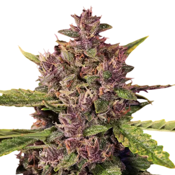 Berry Auto | AUTOFEM | G13 Labs - Freigestellt 2026-08-13