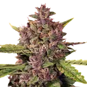 Berry Auto | AUTOFEM | G13 Labs - Freigestellt 2026-08-13