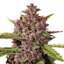 Berry Auto | AUTOFEM | G13 Labs - Freigestellt 2026-08-13