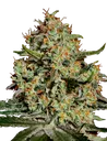 Big Bang | PHOTOFEM | Greenhouse Seed Co. - Freigestellt 2026-08-13
