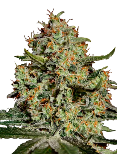 Big Bang | PHOTOFEM | Greenhouse Seed Co. - Freigestellt 2026-08-13