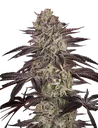 Biscotti Auto | AUTOFEM | Greenhouse Seed Co. - Freigestellt 2026-08-13