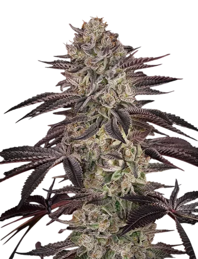 Biscotti Auto | AUTOFEM | Greenhouse Seed Co. - Freigestellt 2026-08-13