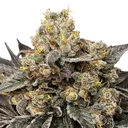 Biscotti Zkittlez | PHOTOFEM | 00 Seeds - Freigestellt 2026-08-13