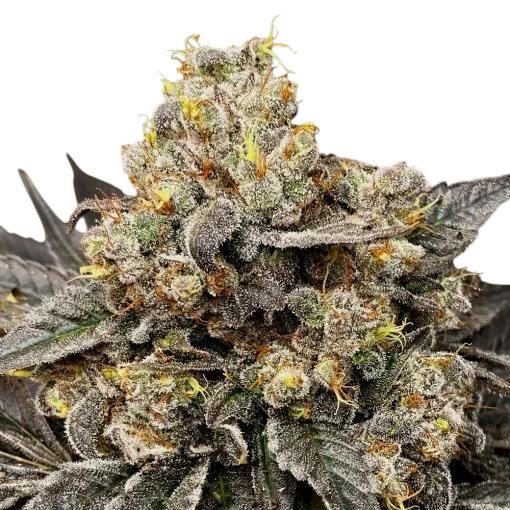 Biscotti Zkittlez | PHOTOFEM | 00 Seeds - Freigestellt 2026-08-13