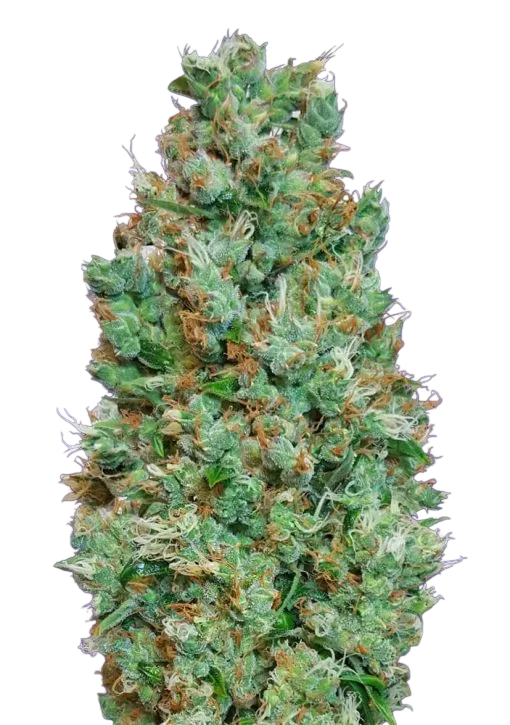 Blueberry Auto | AUTOFEM | 00 Seeds - Freigestellt 2026-08-13