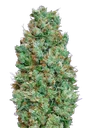Blueberry Auto | AUTOFEM | 00 Seeds - Freigestellt 2026-08-13