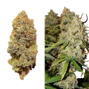 Brooklyn Sunrise Auto | AUTOFEM | Dutch Passion - Freigestellt 2026-08-13