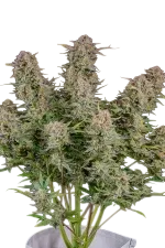 Bruce Banner Auto | AUTOFEM | Fast Buds - Freigestellt 2026-08-13