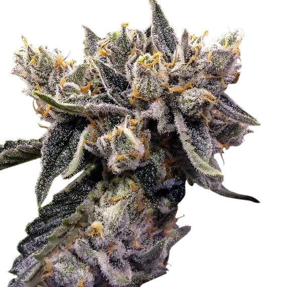 Bruised Banana | PHOTOFEM | DNA Genetics - Freigestellt 2026-08-13