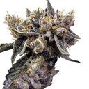 Bruised Banana | PHOTOFEM | DNA Genetics - Freigestellt 2026-08-13