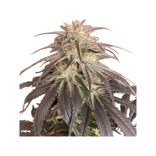 Bubba Island Kush | PHOTOFEM | Dutch Passion - Freigestellt 2026-08-13