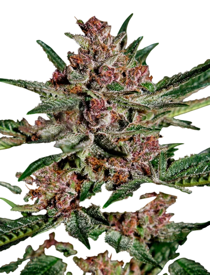 Bubba Kush – Galerieansicht