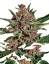 Bubba Kush | PHOTOFEM | Greenhouse Seed Co. - Freigestellt 2026-08-13
