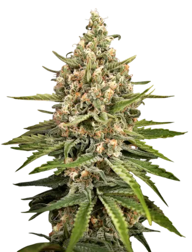 Bubba Slush | PHOTOFEM | Greenhouse Seed Co. - Freigestellt 2026-08-13
