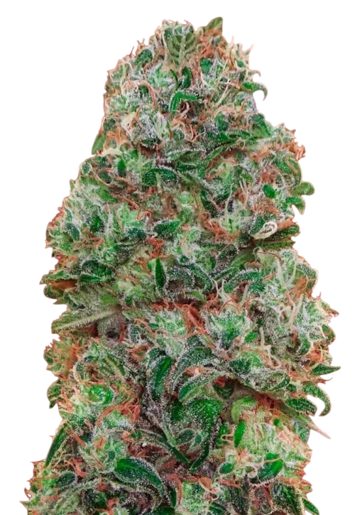 Bubble Gum | PHOTOFEM | 00 Seeds - Freigestellt 2026-08-13