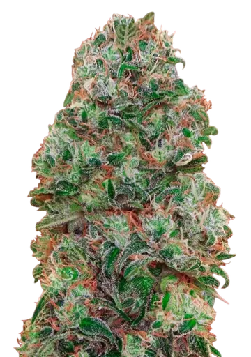 Bubble Gum | PHOTOFEM | 00 Seeds - Freigestellt 2026-08-13