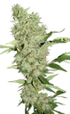 Bubble Gum | PHOTOFEM | Serious Seeds - Freigestellt 2026-08-13