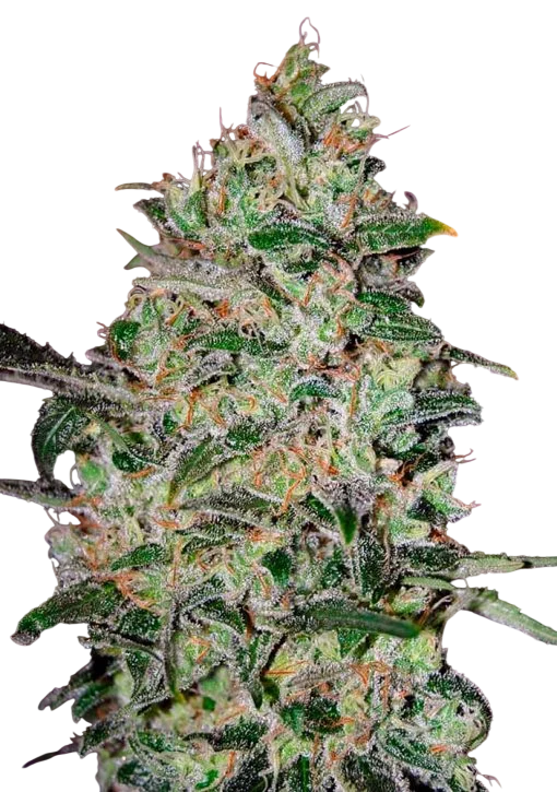 Bubble Gum FAST | PHOTOFEM | 00 Seeds - Freigestellt 2026-08-13