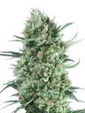 Bubble Gum XXL Auto | AUTOFEM | 00 Seeds - Freigestellt 2026-08-13