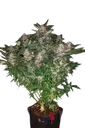 C4 Auto | AUTOFEM | Fast Buds - Freigestellt 2026-08-13