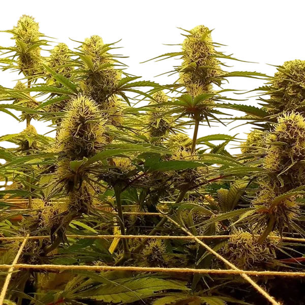 C99 | PHOTOFEM | G13 Labs - Freigestellt 2026-08-13