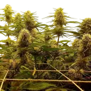 C99 | PHOTOFEM | G13 Labs - Freigestellt 2026-08-13