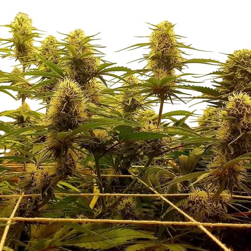 C99 | PHOTOFEM | G13 Labs - Freigestellt 2026-08-13