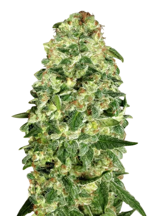 California Kush Auto – Galerieansicht