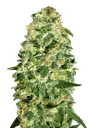 California Kush Auto | AUTOFEM | 00 Seeds - Freigestellt 2026-08-13