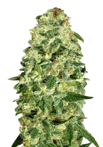 California Kush Auto | AUTOFEM | 00 Seeds - Freigestellt 2026-08-13