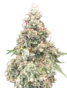 California Kush FAST | PHOTOFEM | 00 Seeds - Freigestellt 2026-08-13
