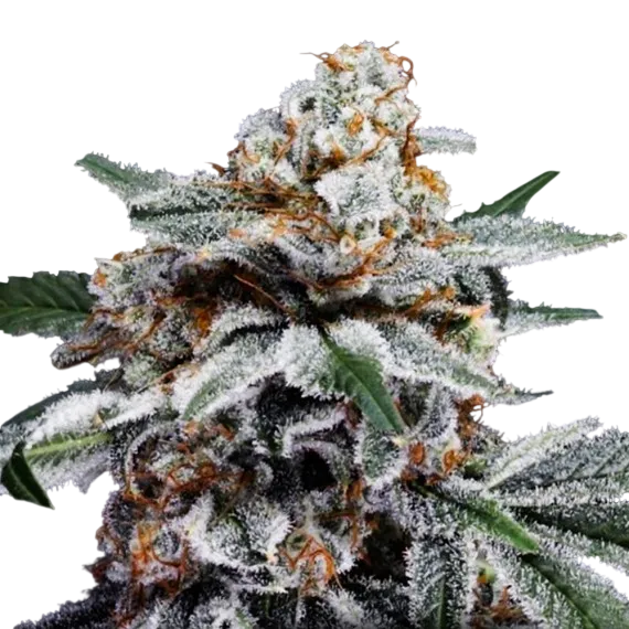 Canelo Auto | AUTOFEM | DNA Genetics - Freigestellt 2026-08-13