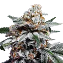 Canelo Auto | AUTOFEM | DNA Genetics - Freigestellt 2026-08-13