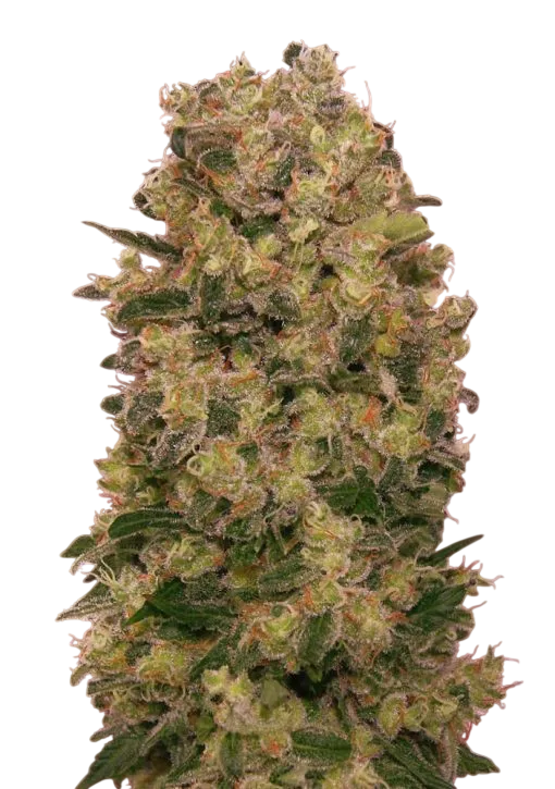 Caramel Kush | PHOTOFEM | 00 Seeds - Freigestellt 2026-08-13