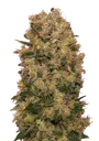 Caramel Kush | PHOTOFEM | 00 Seeds - Freigestellt 2026-08-13