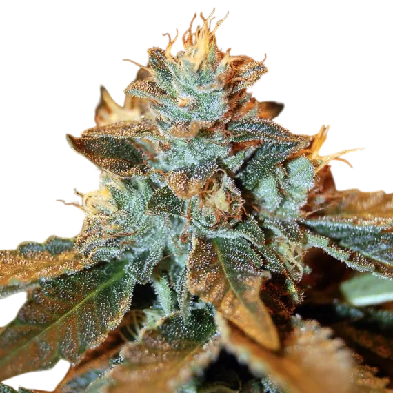 Cataract Kush | PHOTOFEM | DNA Genetics - Freigestellt 2026-08-13