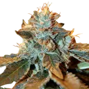 Cataract Kush | PHOTOFEM | DNA Genetics - Freigestellt 2026-08-13