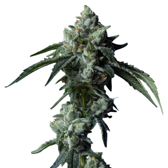 Challah Bread | PHOTOFEM | DNA Genetics - Freigestellt 2026-08-13