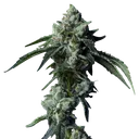Challah Bread | PHOTOFEM | DNA Genetics - Freigestellt 2026-08-13