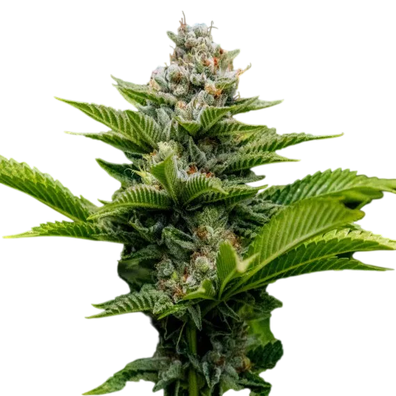 Challah Cake | PHOTOFEM | DNA Genetics - Freigestellt 2026-08-13
