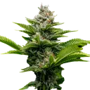 Challah Cake | PHOTOFEM | DNA Genetics - Freigestellt 2026-08-13