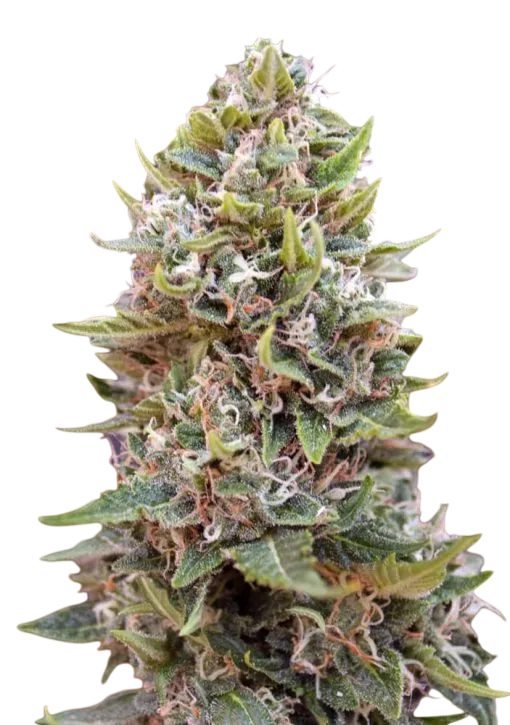 Cheese Berry Auto | AUTOFEM | 00 Seeds - Freigestellt 2026-08-13