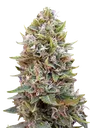 Cheese Berry Auto | AUTOFEM | 00 Seeds - Freigestellt 2026-08-13
