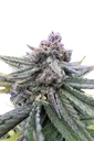 Cherry Cola Auto | AUTOFEM | Fast Buds - Freigestellt 2026-08-13