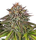 Critical Kush | PHOTOFEM | Barneys Farm - Freigestellt 2026-08-13