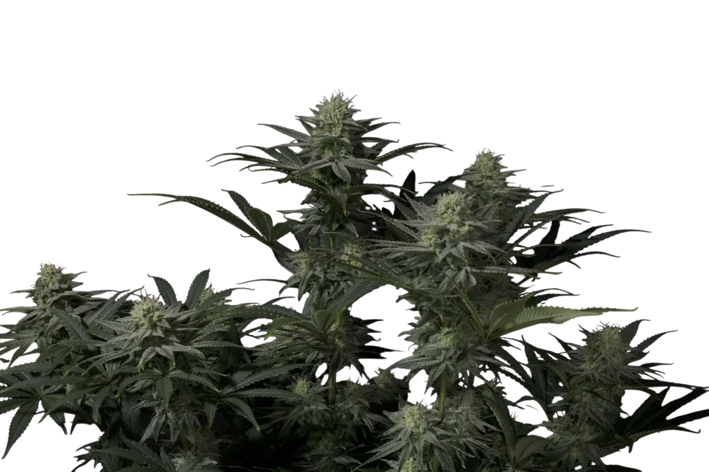 GG4 Sherbet FAST | PHOTOFEM | Fast Buds - Freigestellt 2026-08-13