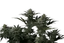 GG4 Sherbet FAST | PHOTOFEM | Fast Buds - Freigestellt 2026-08-13