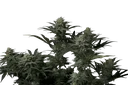 GG4 Sherbet FAST | PHOTOFEM | Fast Buds - Freigestellt 2026-08-13